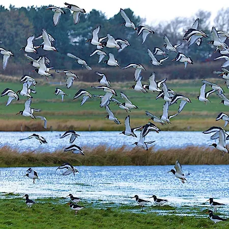 Semi-detached Houses, Auf Foehr * Oldsum